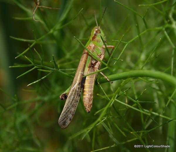 Migratory locust Locusta migratoria on fennel stem